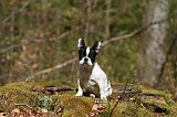 BOULEDOGUE FRANCAIS 1103